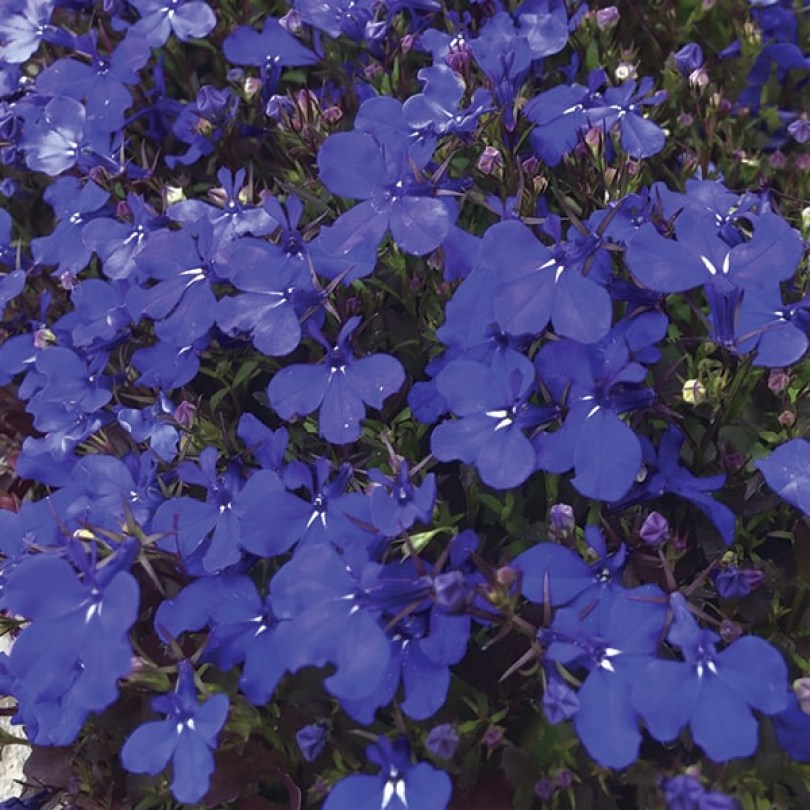 Лобелия Palace Blue